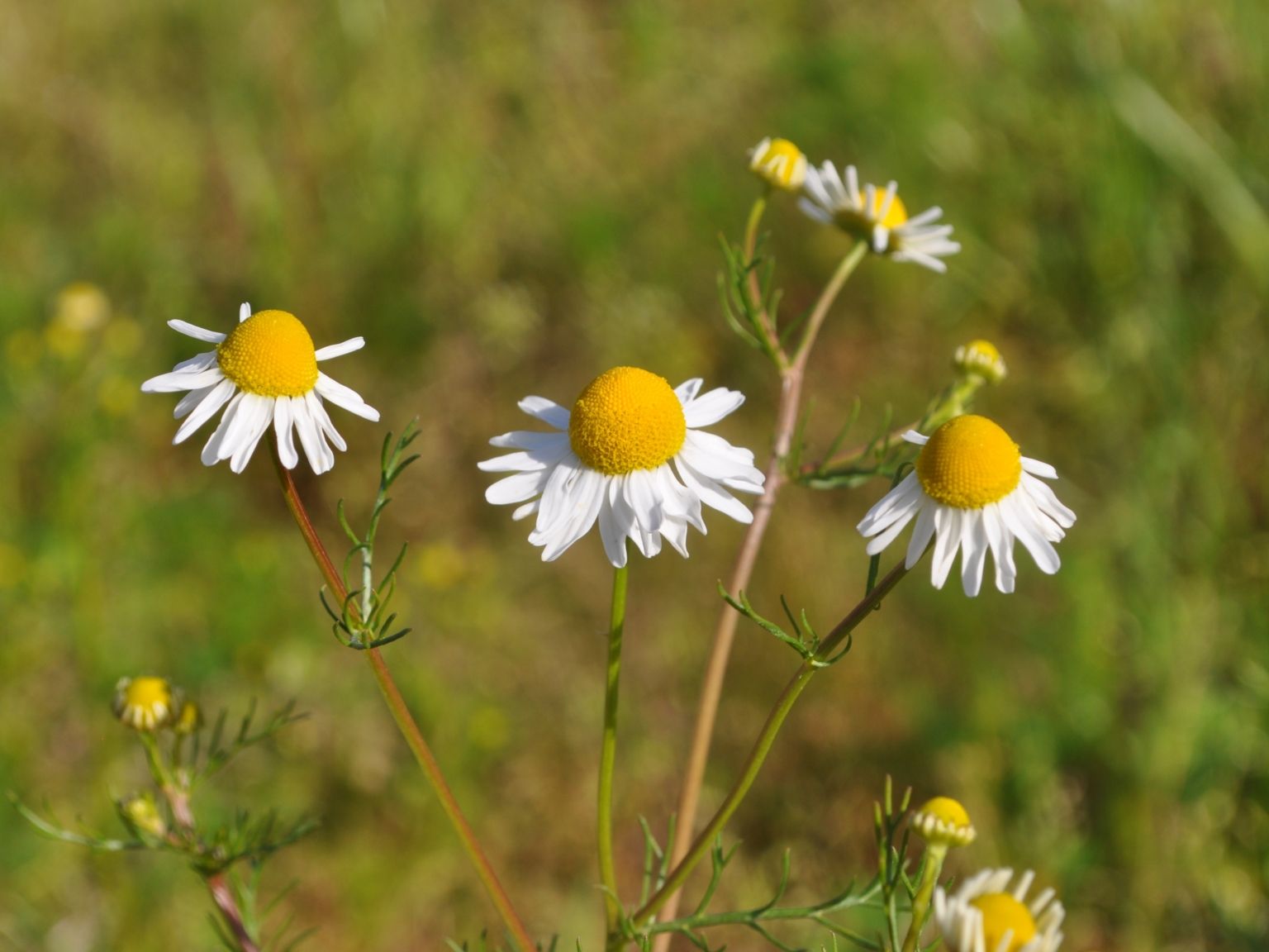 Matricaria chamomilla