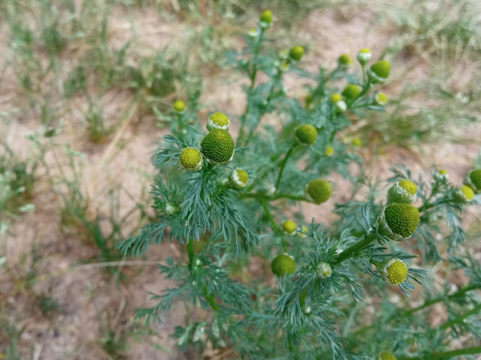 Matricaria discoidea