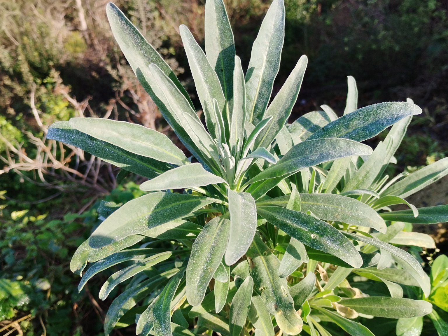 Matthiola incana incana