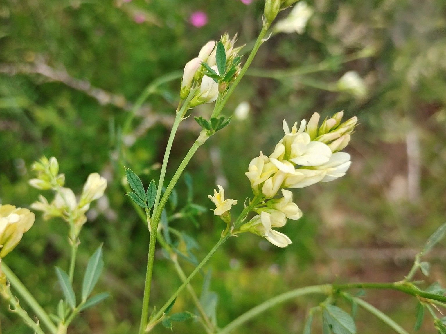 Medicago falcata