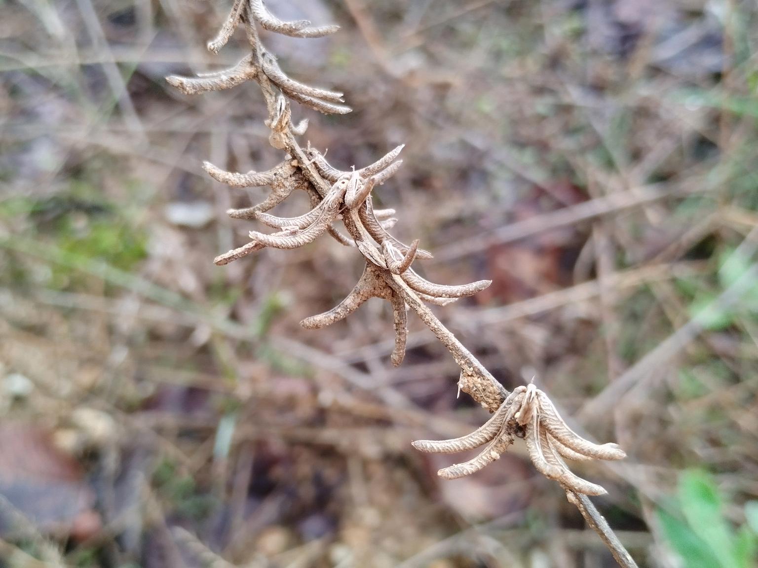 Medicago monspeliaca