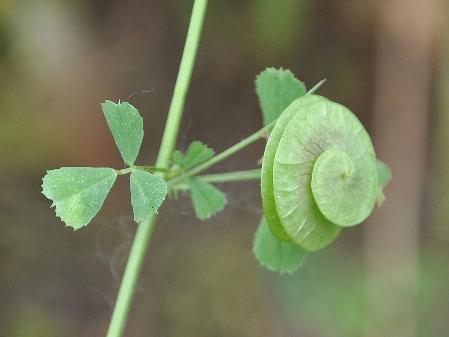 Medicago orbicularis