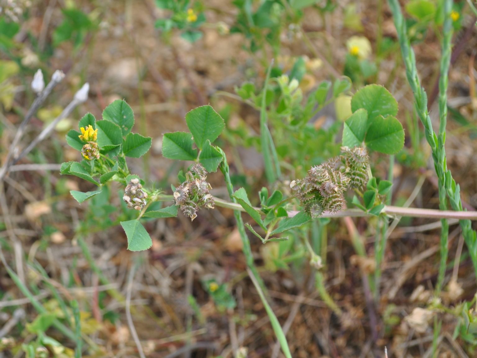 Medicago polymorpha