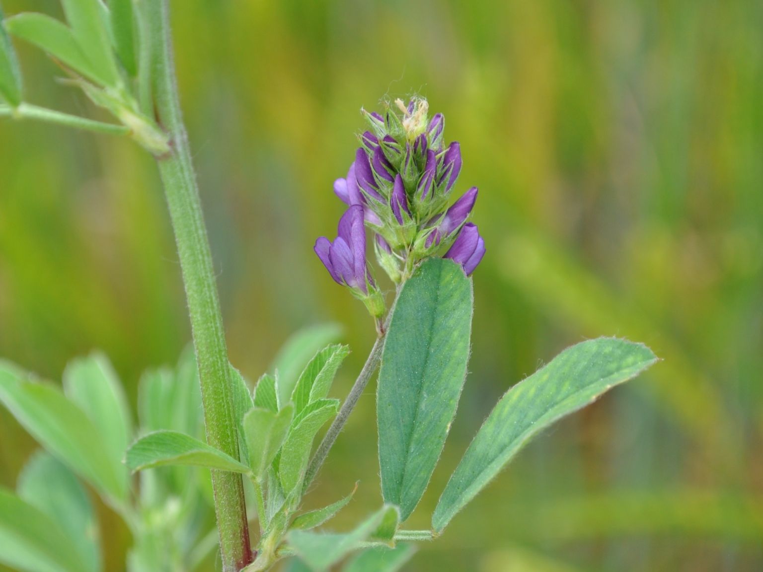 Medicago sativa sativa