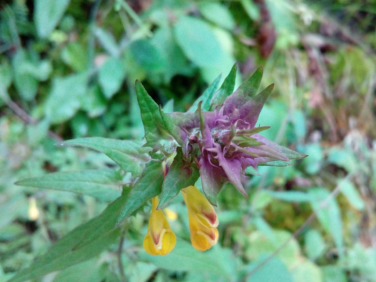 Melampyrum catalaunicum