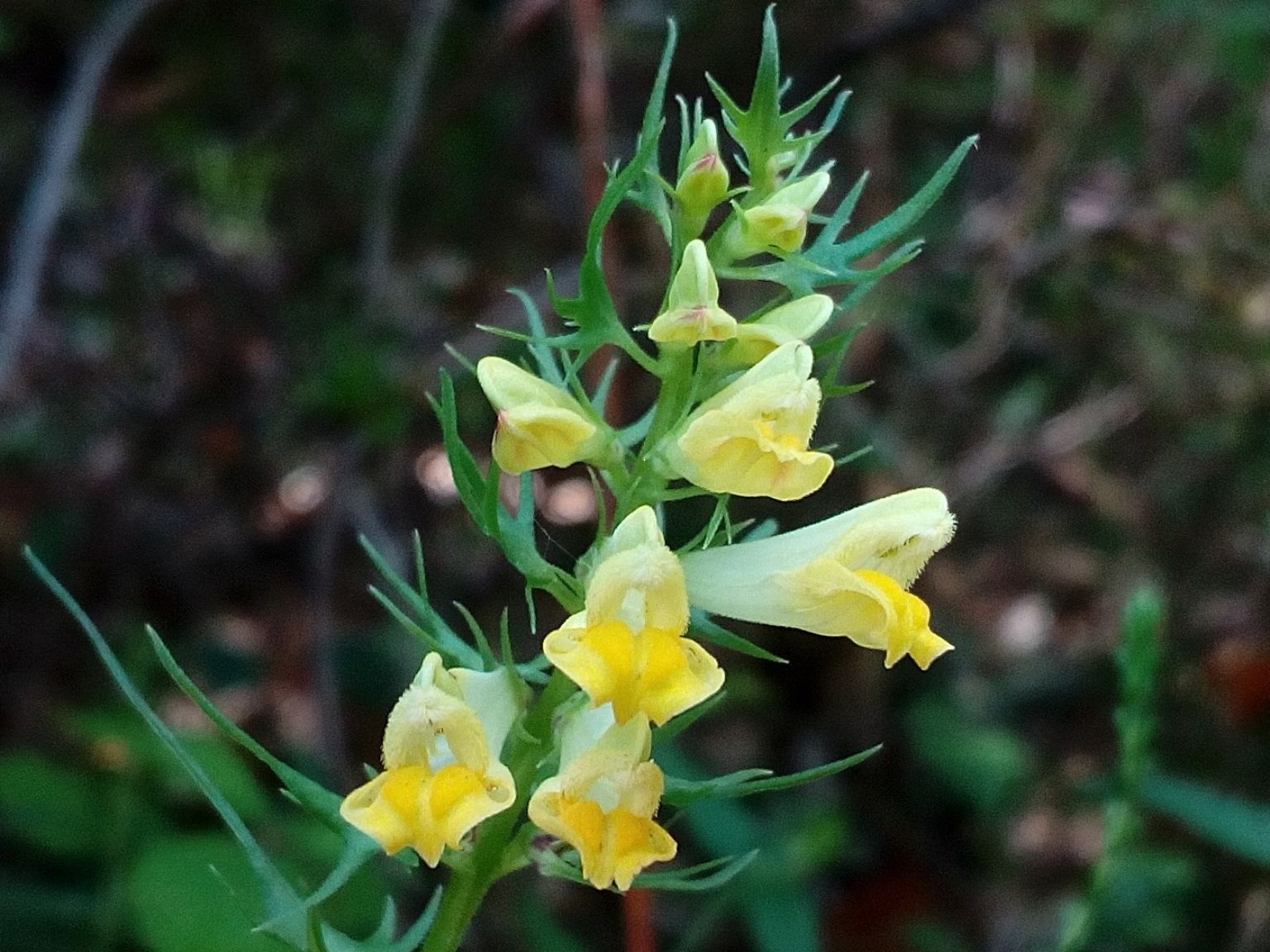 Melampyrum pratense latifolium