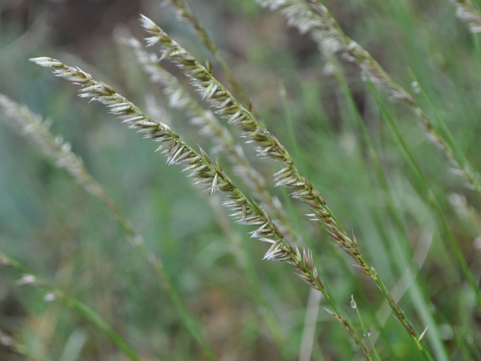 Melica ciliata ciliata