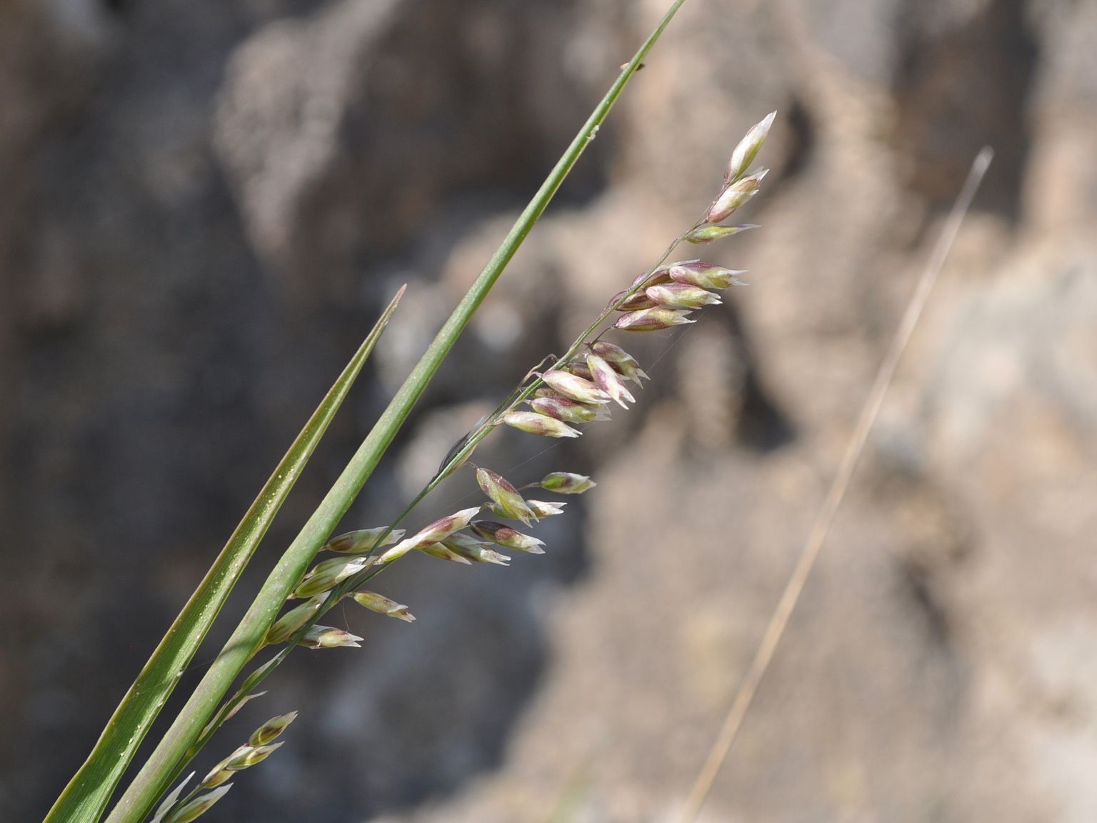 Melica minuta latifolia