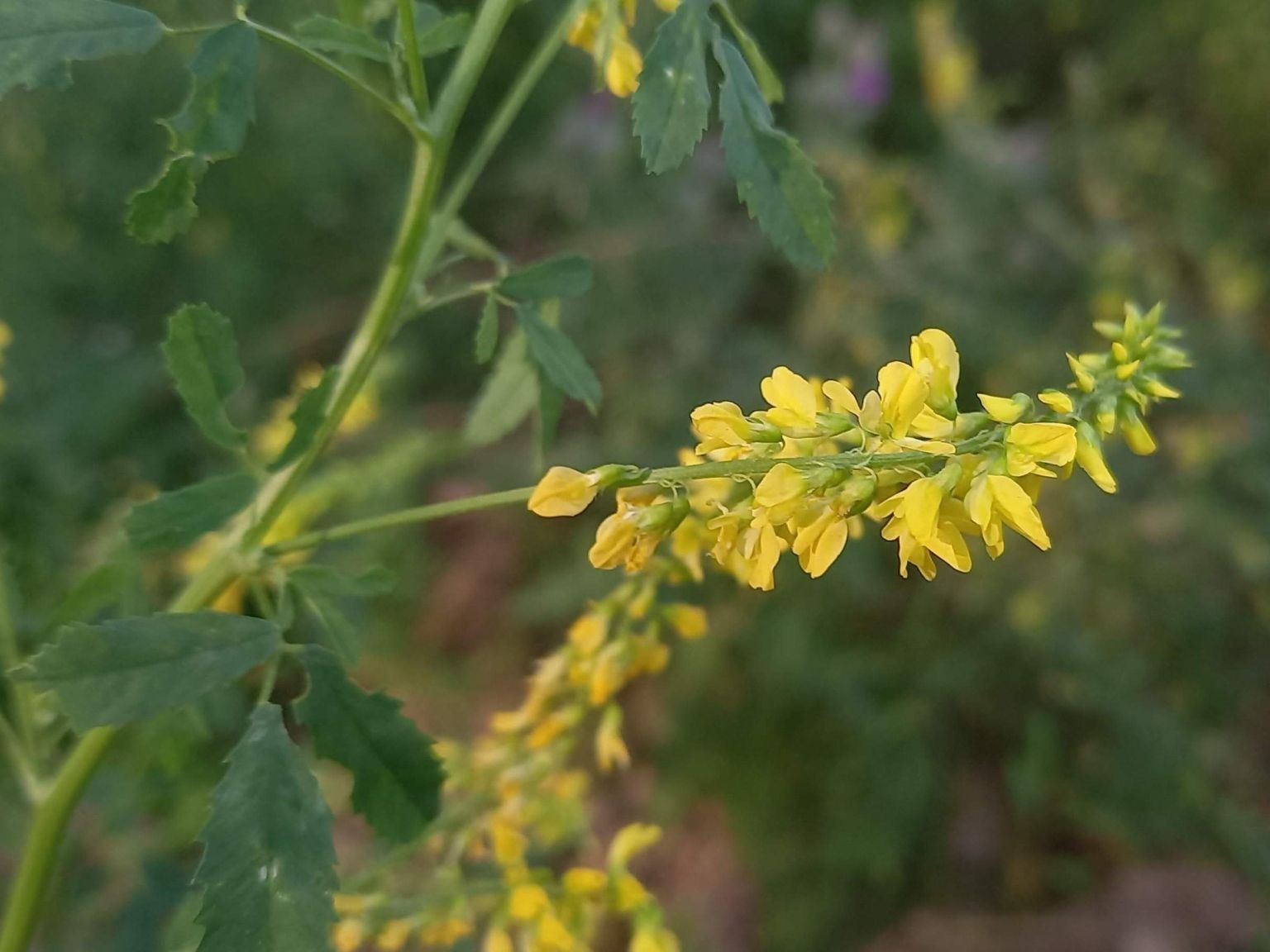 Melilotus officinalis