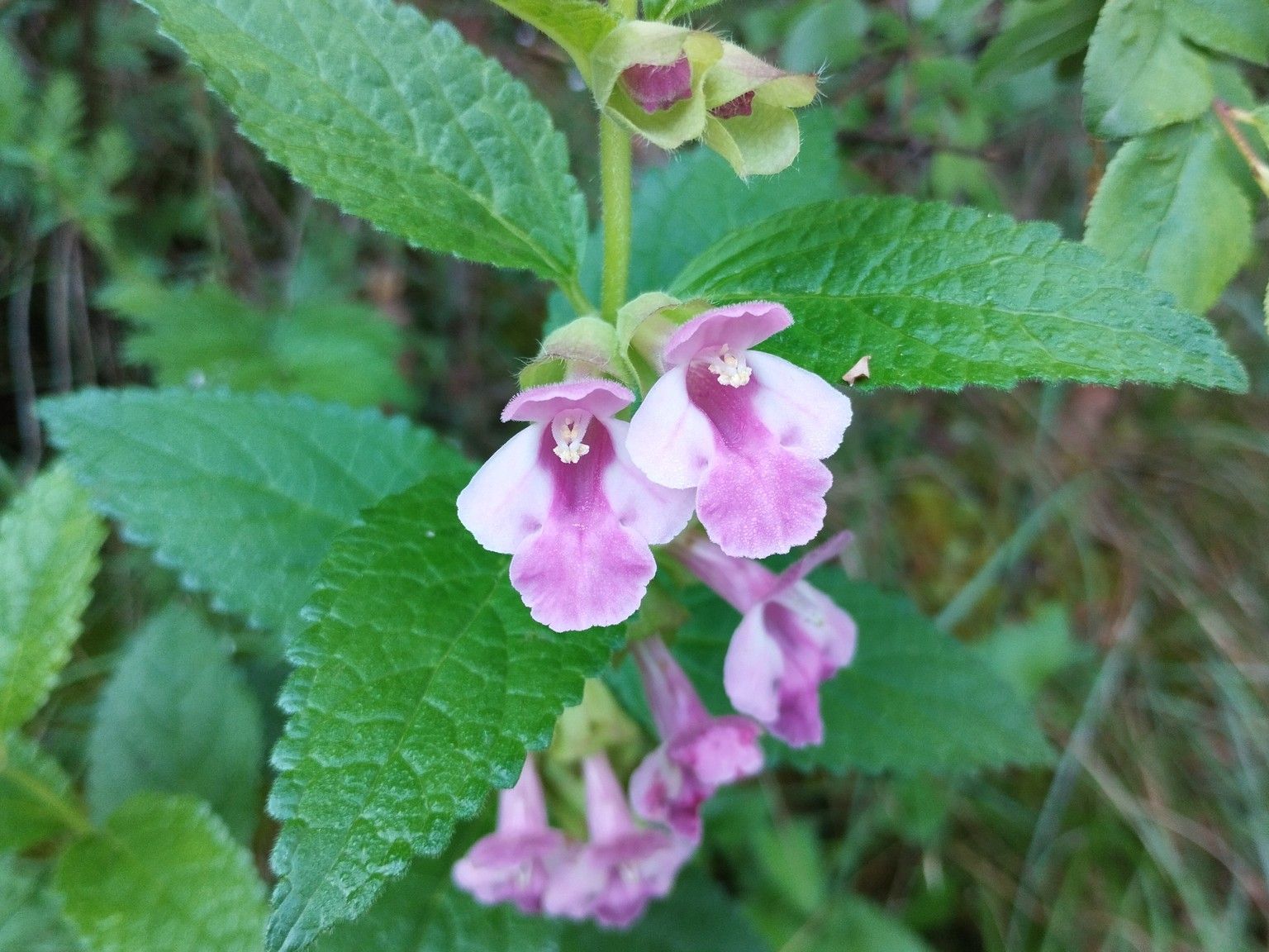 Melittis melissophyllum