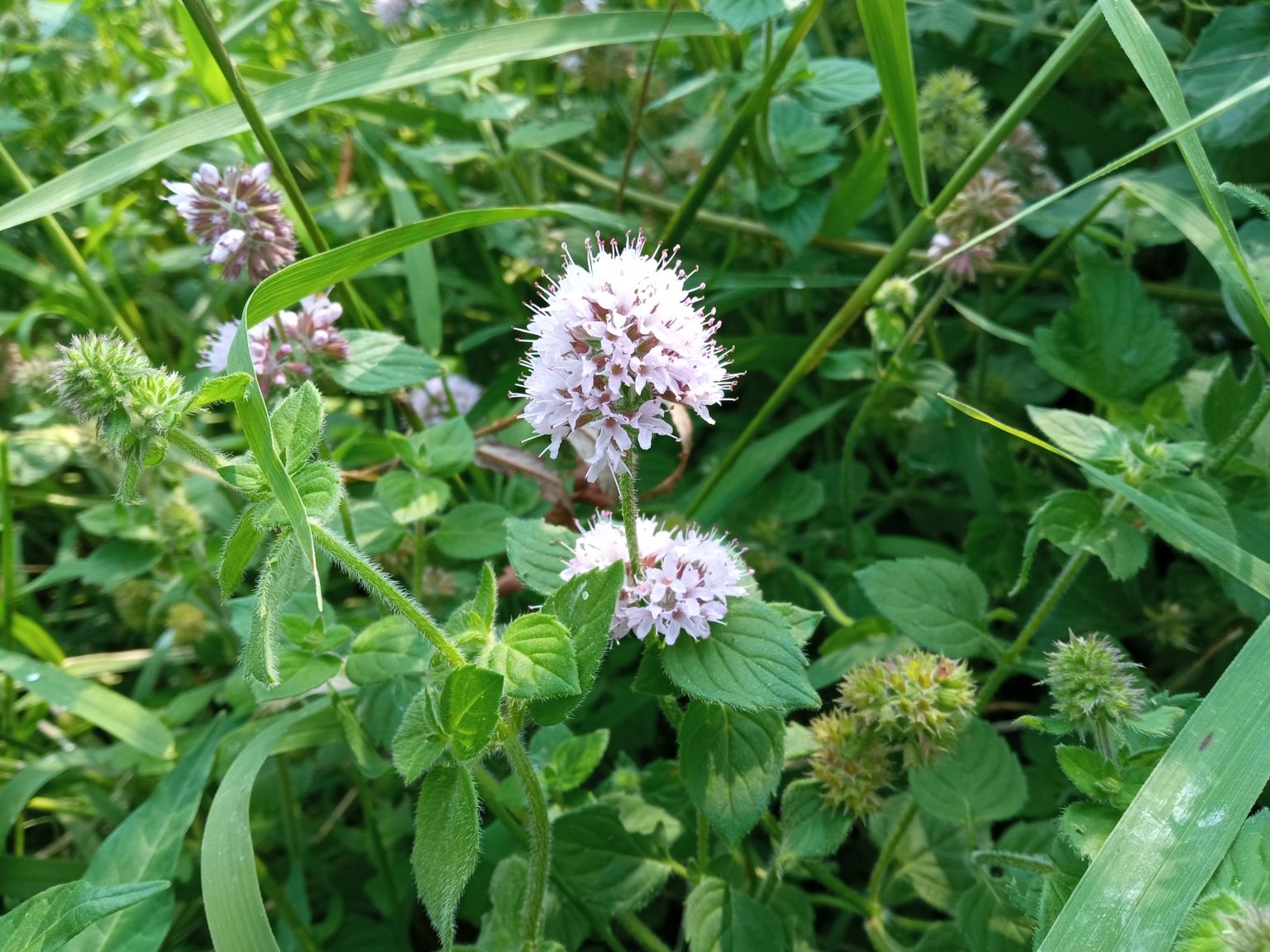 Mentha aquatica