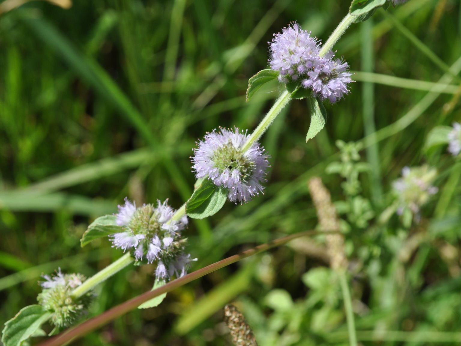 Mentha pulegium