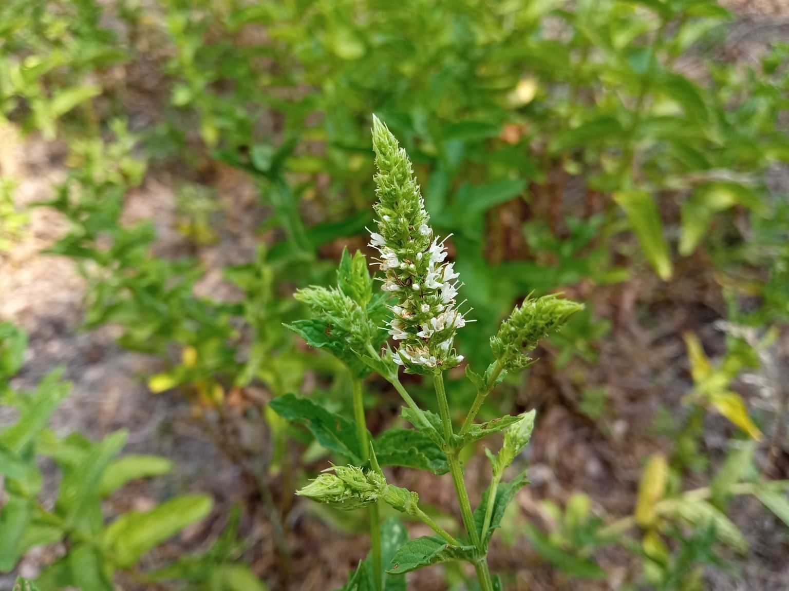 Mentha spicata