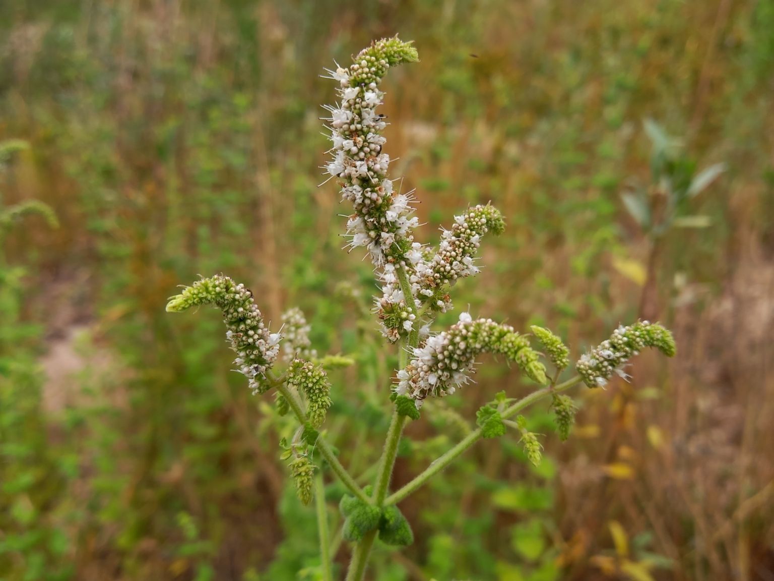 Mentha suaveolens