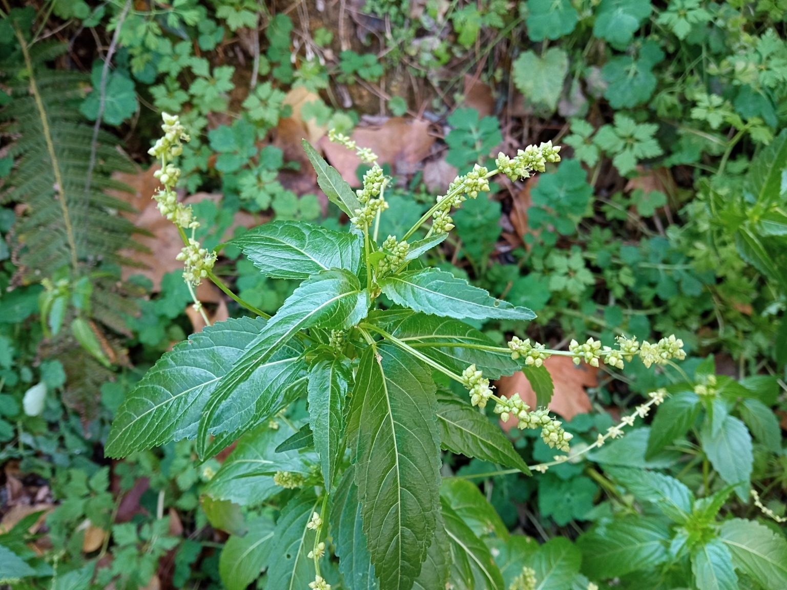 Mercurialis annua