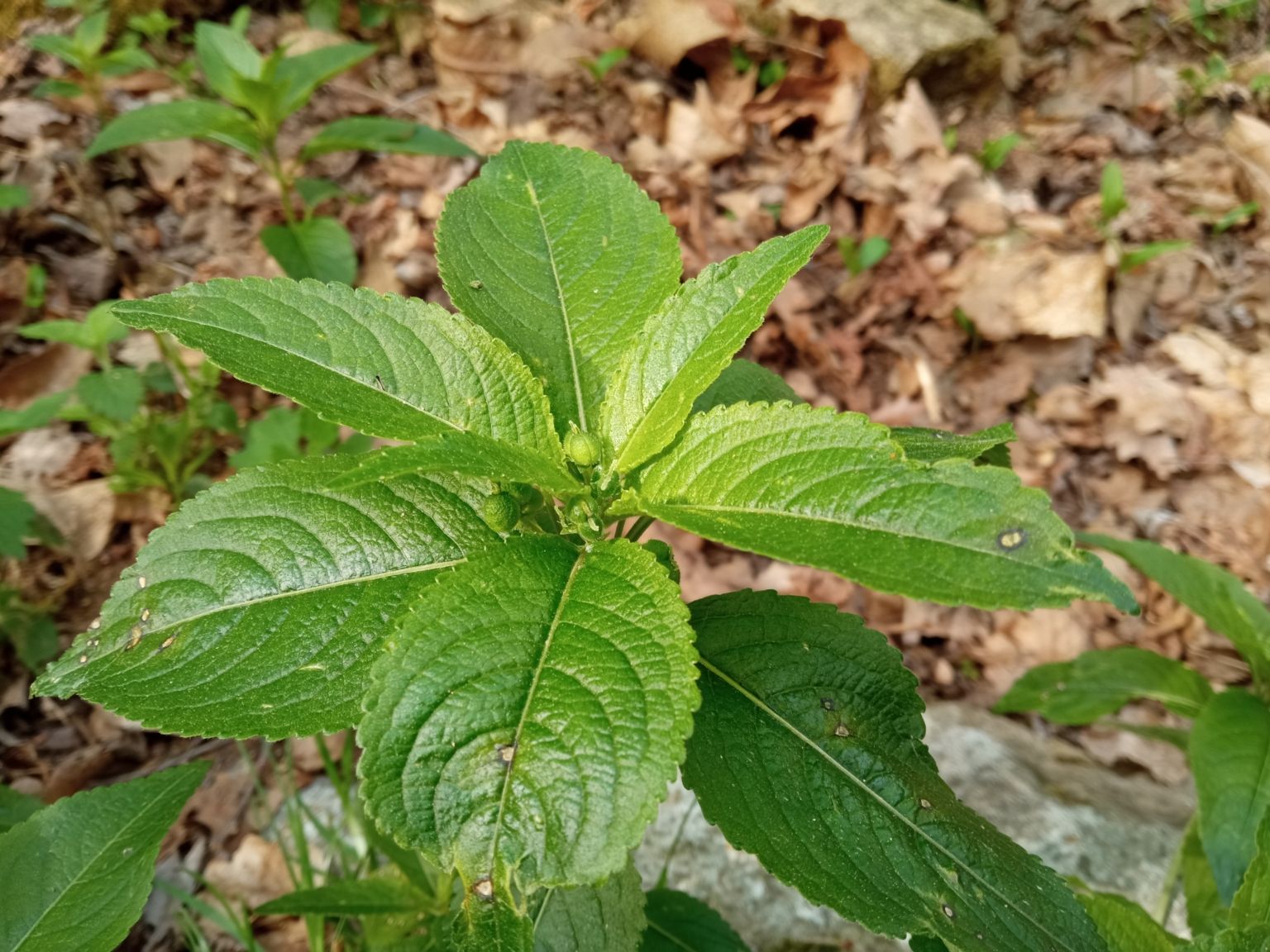 Mercurialis perennis