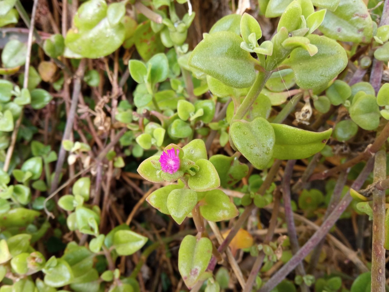 Mesembryanthemum cordifolium