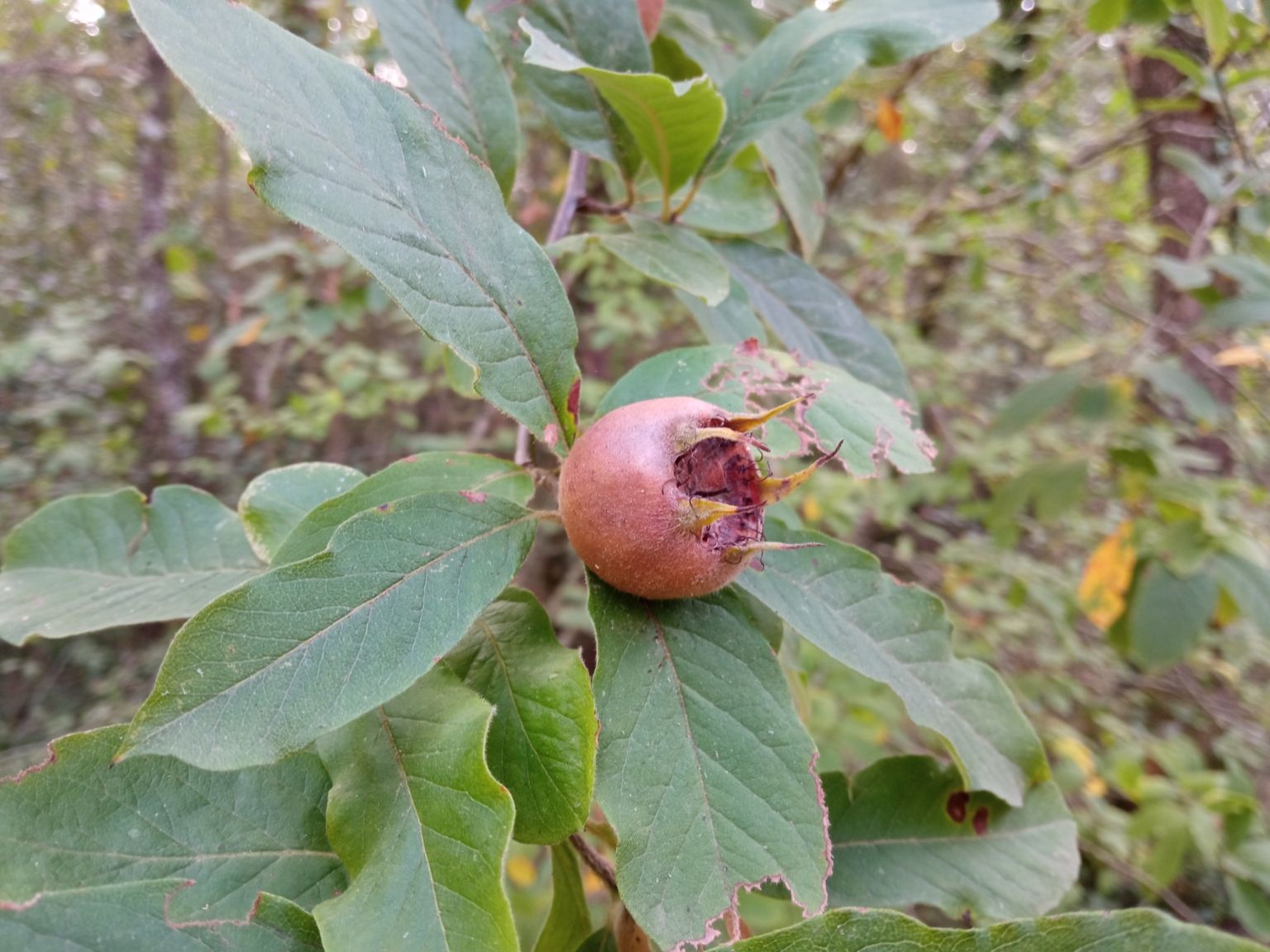 Mespilus germanica