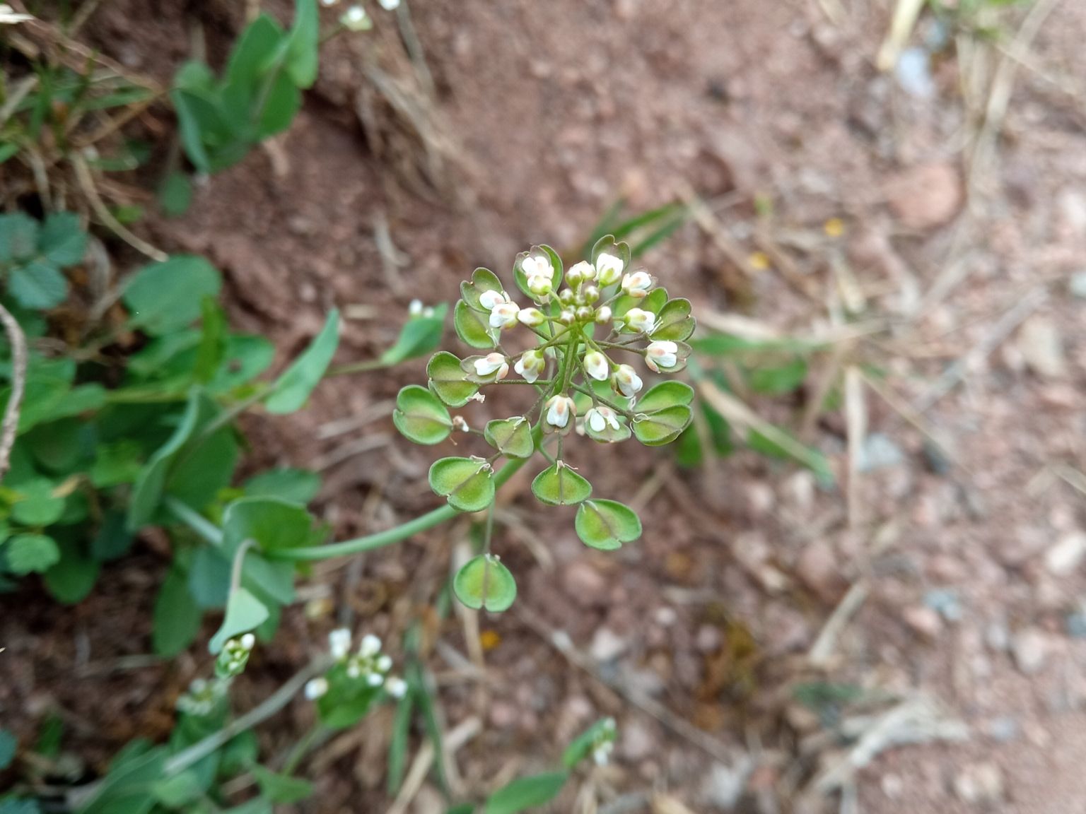 Microthlaspi perfoliatum