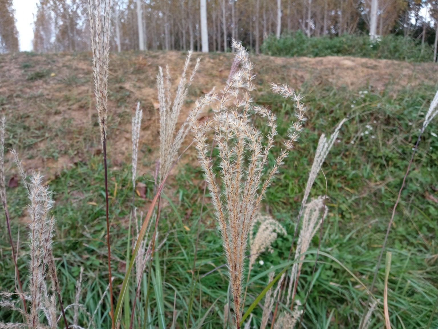 Miscanthus sinensis