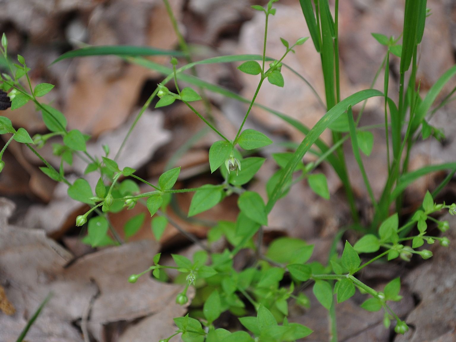 Moehringia pentandra