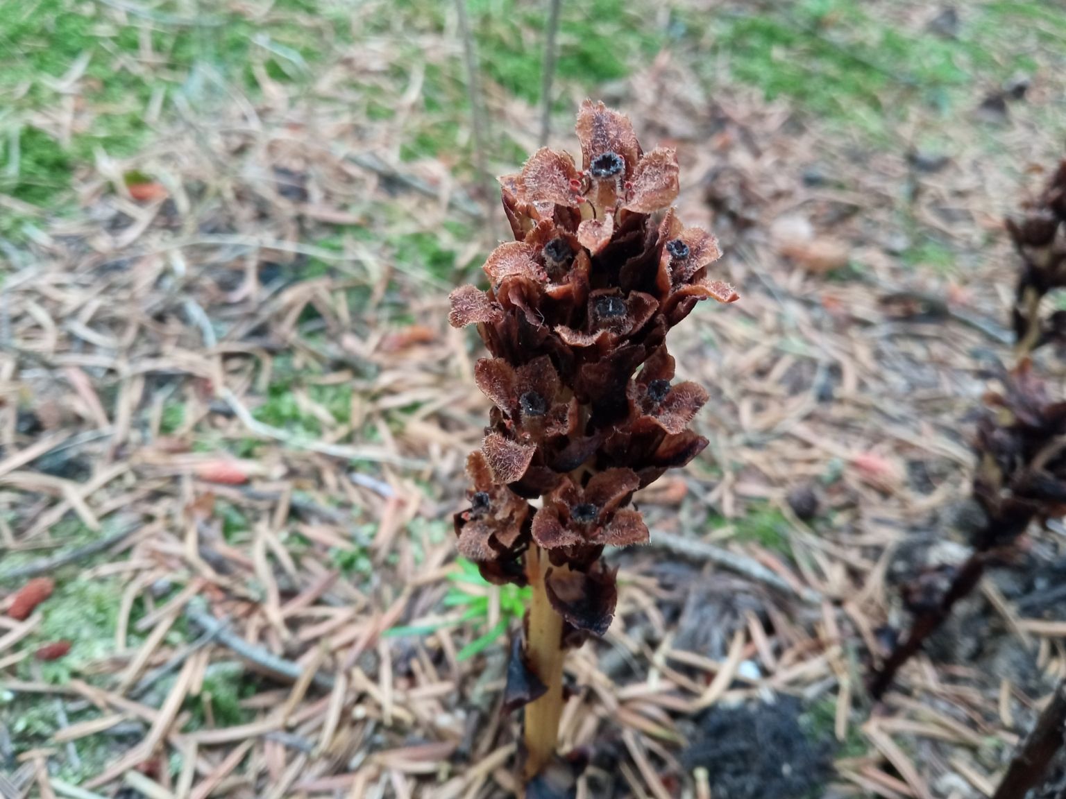 Monotropa hypopitys
