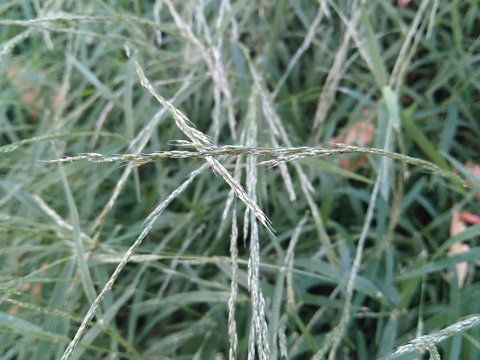 Muhlenbergia schreberi