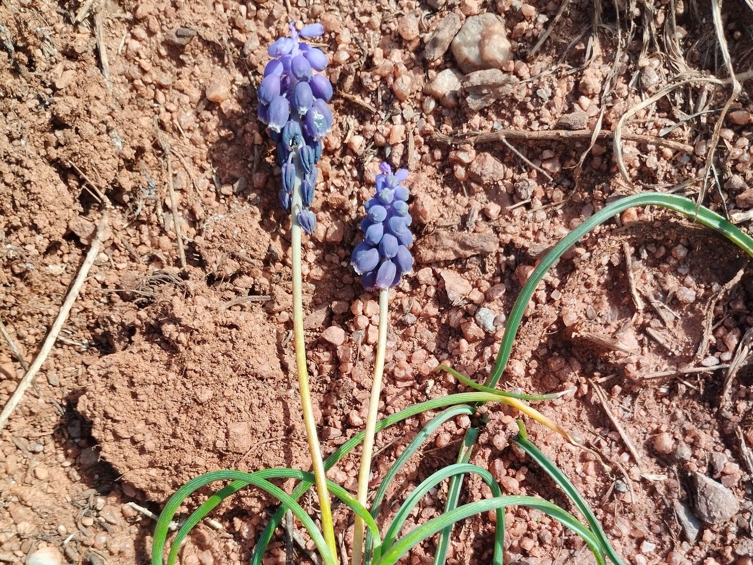 Muscari baeticum