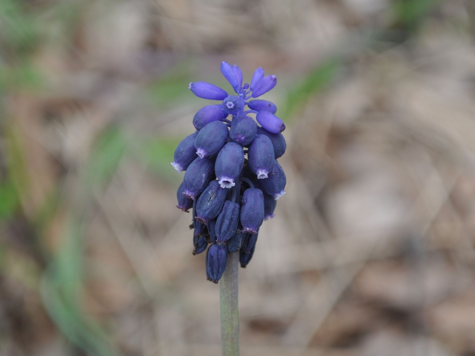 Muscari neglectum