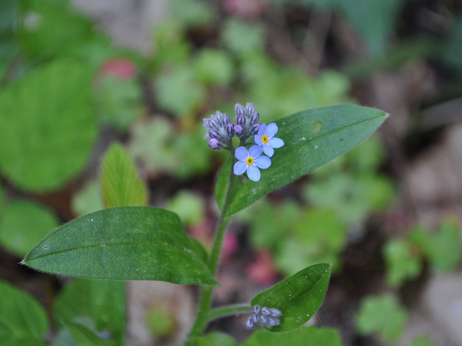 Myosotis decumbens teresiana