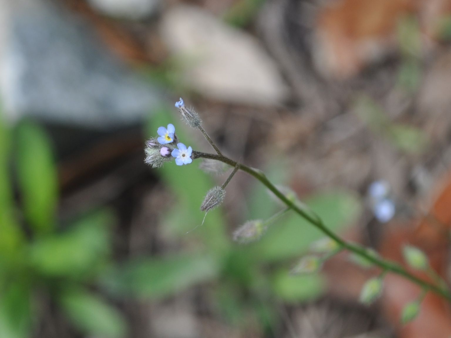 Myosotis ramosissima ramosissima