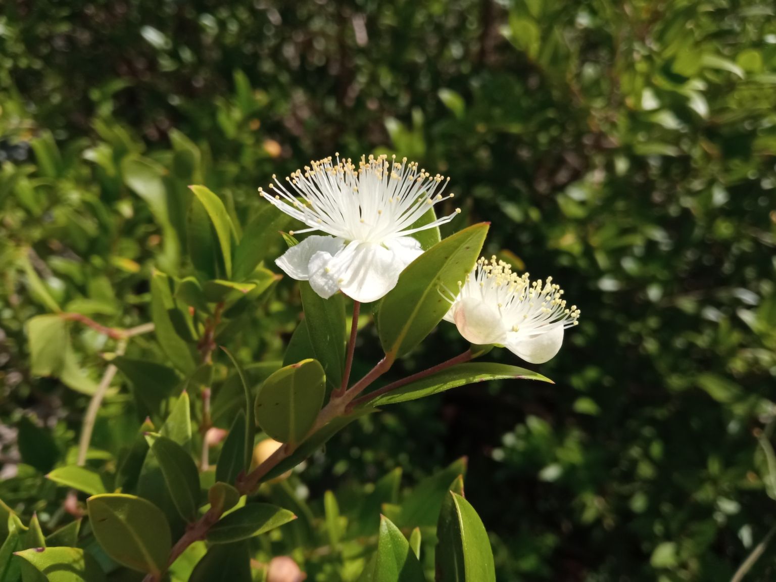 Myrtus communis