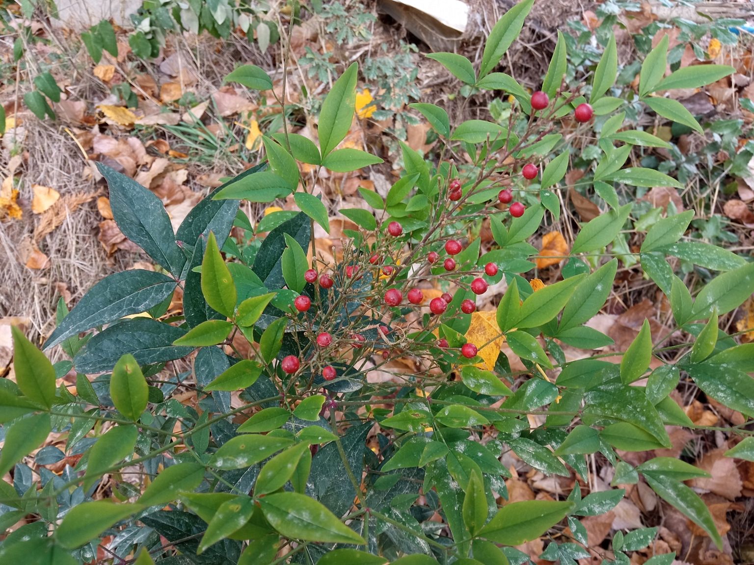 Nandina domestica