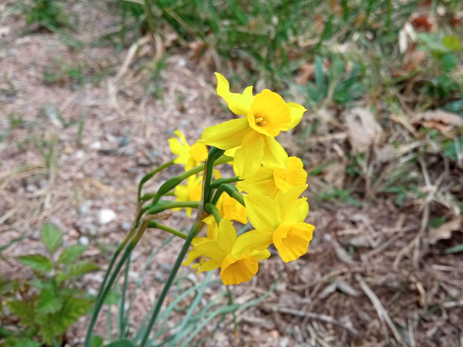 Narcissus assoanus