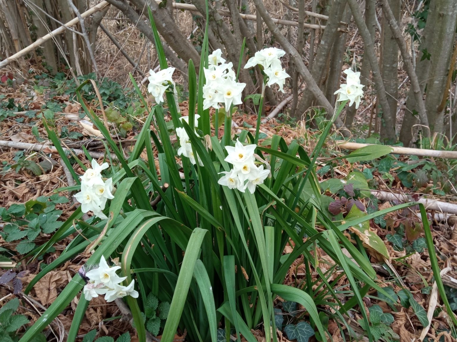 Narcissus papyraceus
