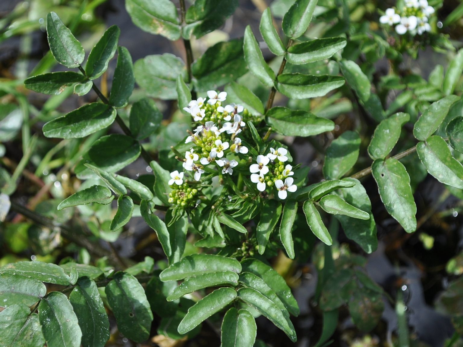 Nasturtium officinale