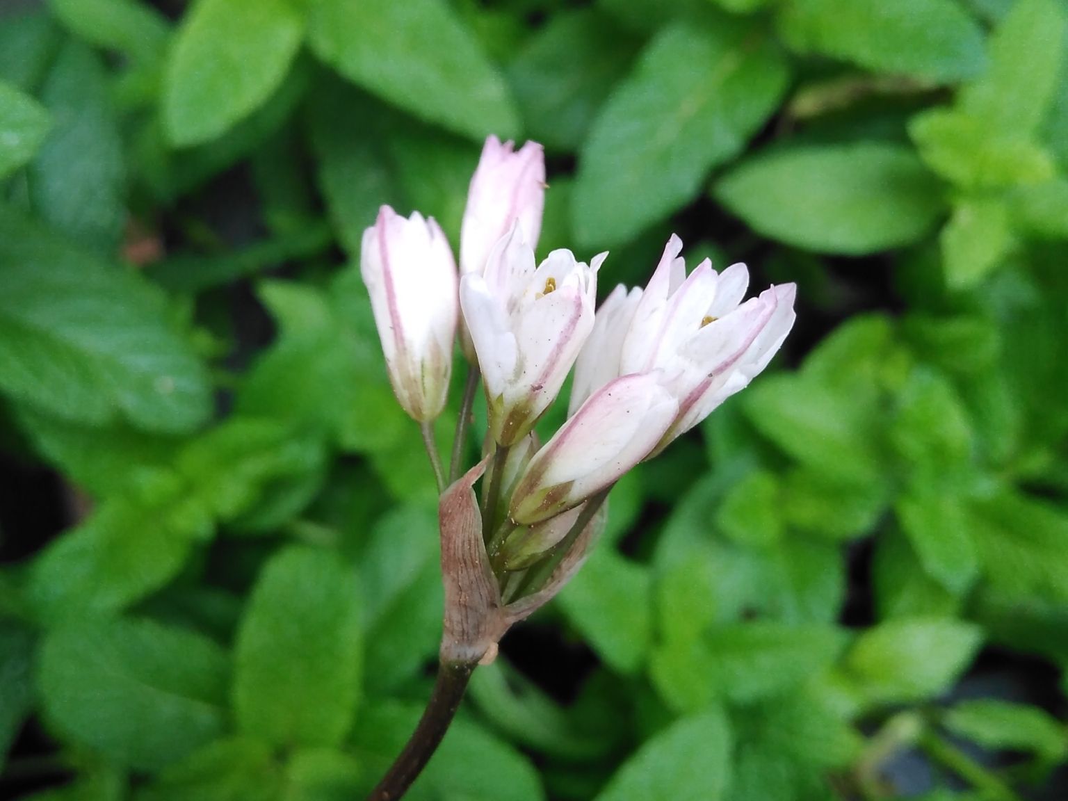 Nothoscordum gracile