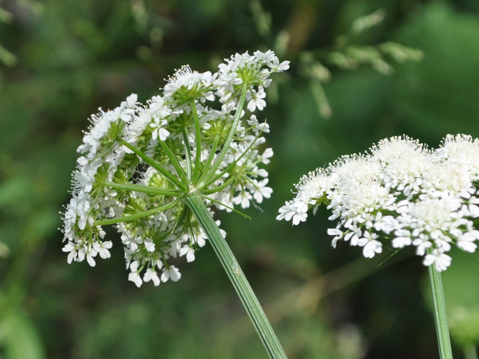 Oenanthe pimpinelloides