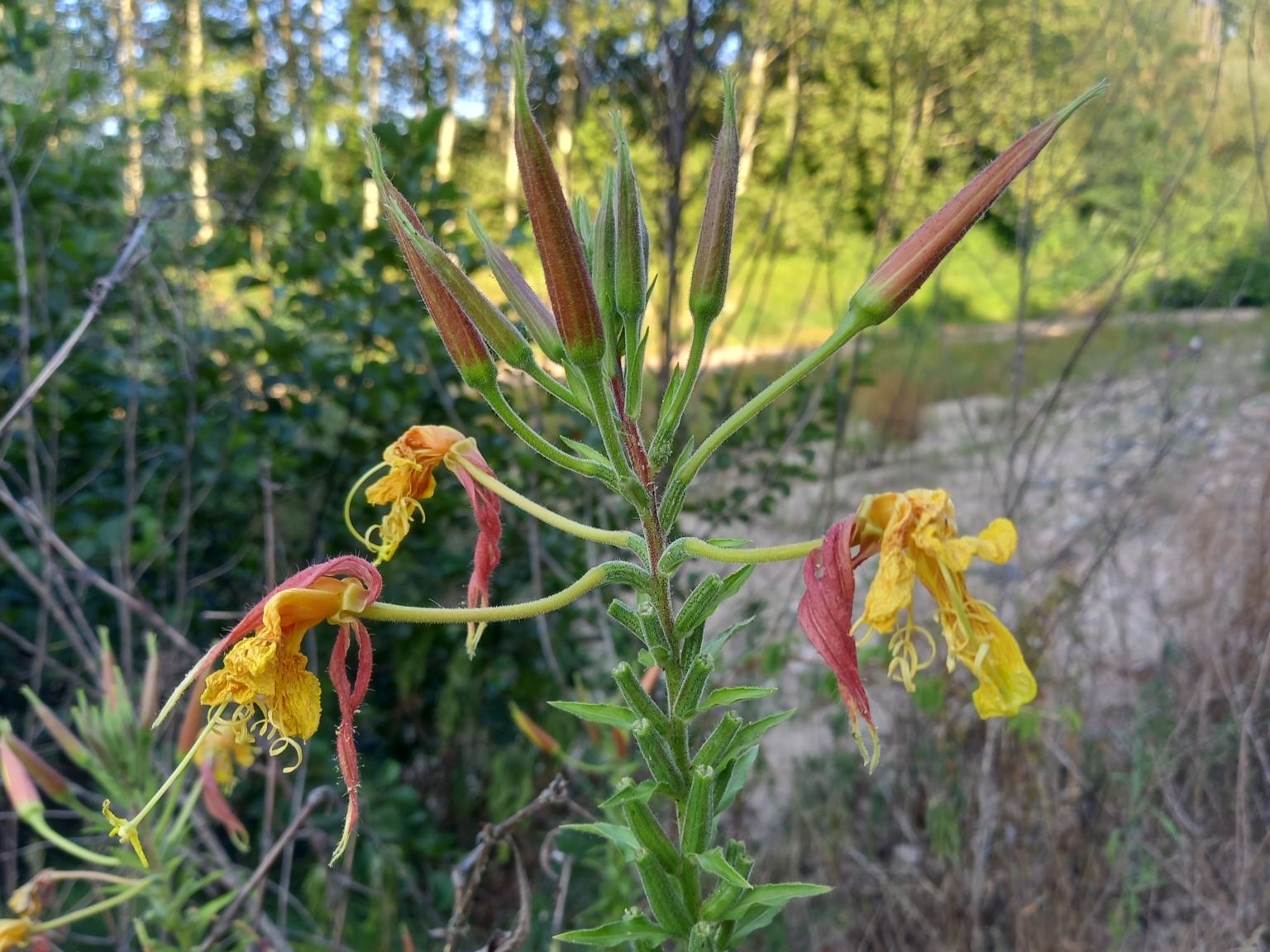 Oenothera glazioviana