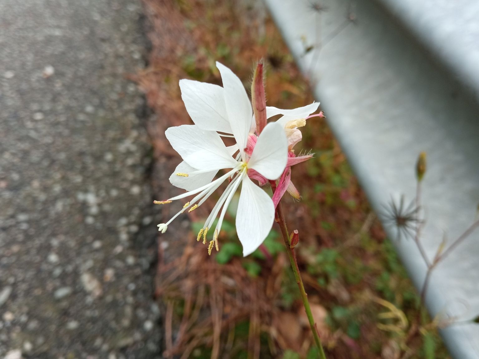 Oenothera lindheimeri