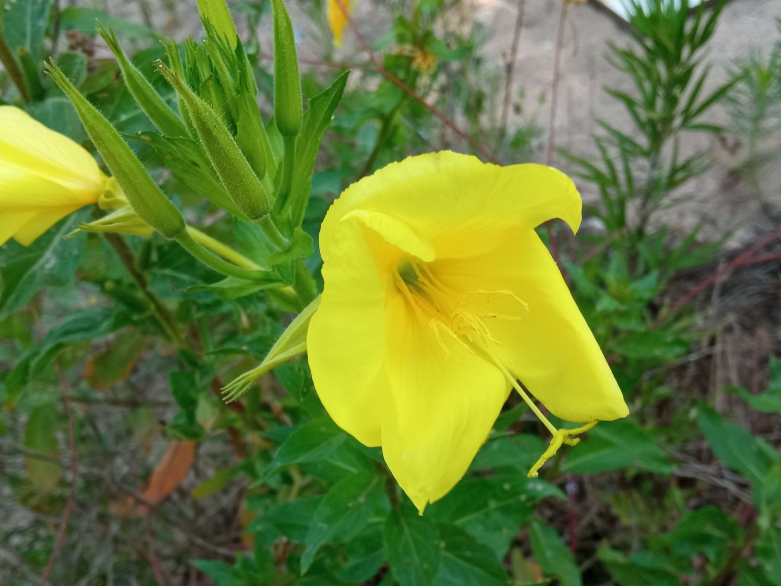 Oenothera oehlkersii