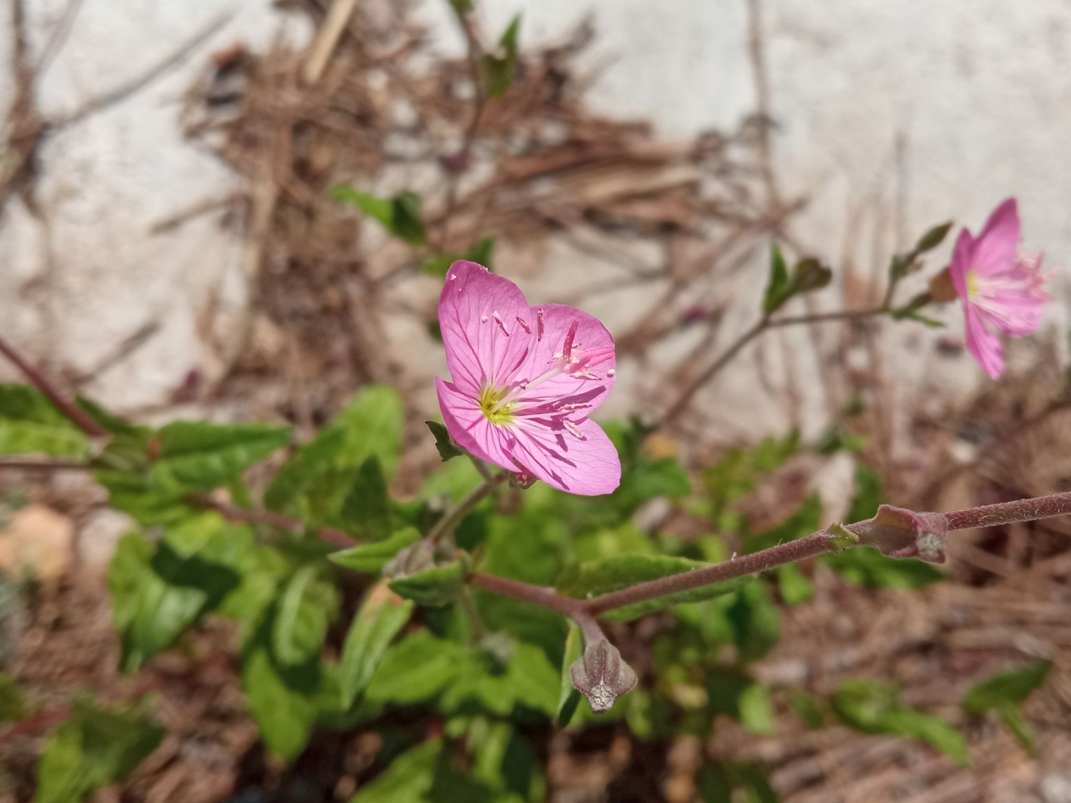 Oenothera rosea