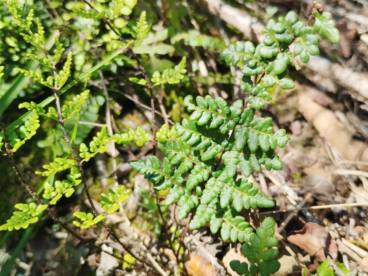 Oeosporangium acrosticum