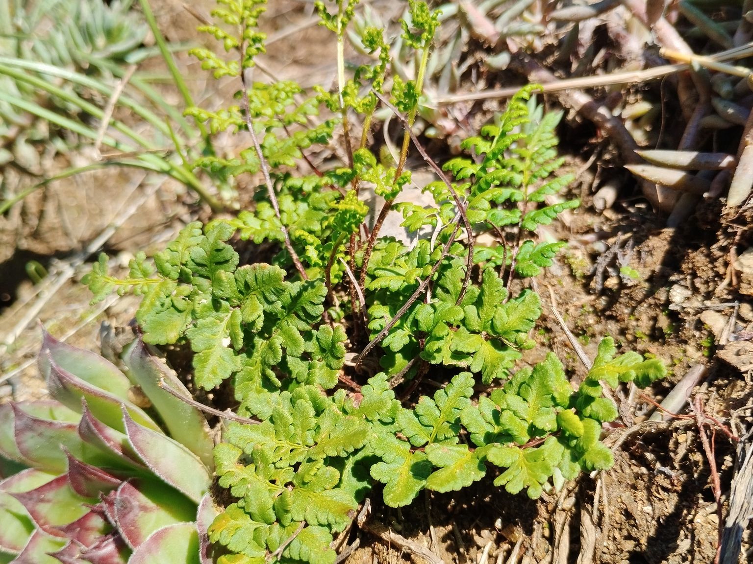 Oeosporangium pteridioides