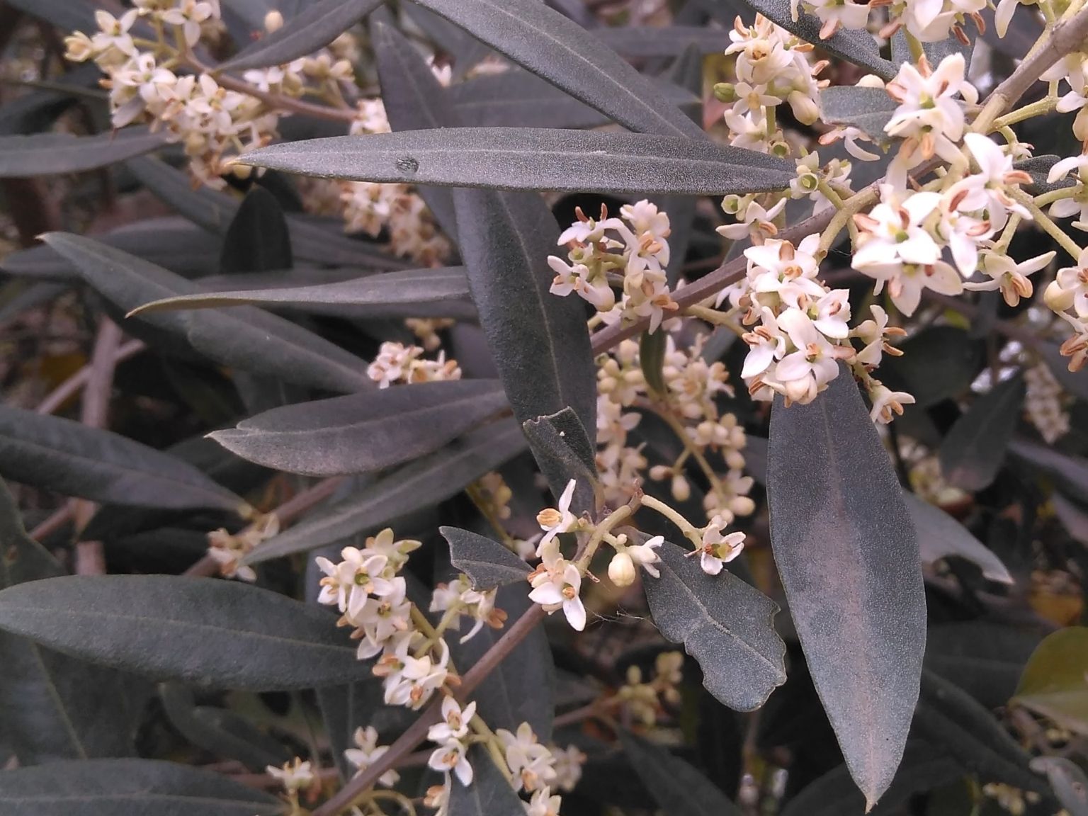 Olea europaea europaea