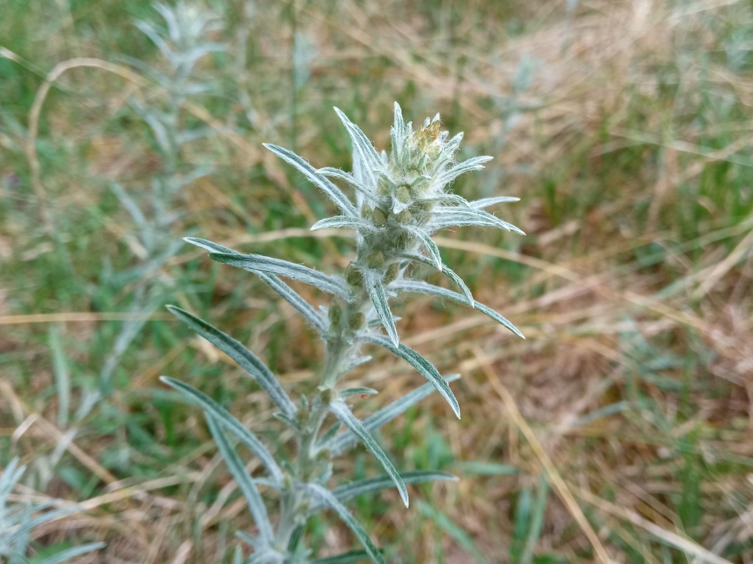 Omalotheca sylvatica