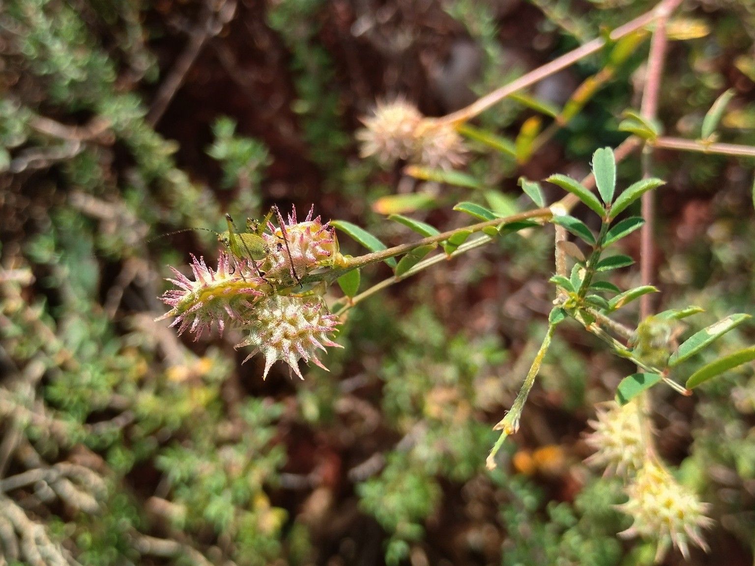 Onobrychis caput-galli
