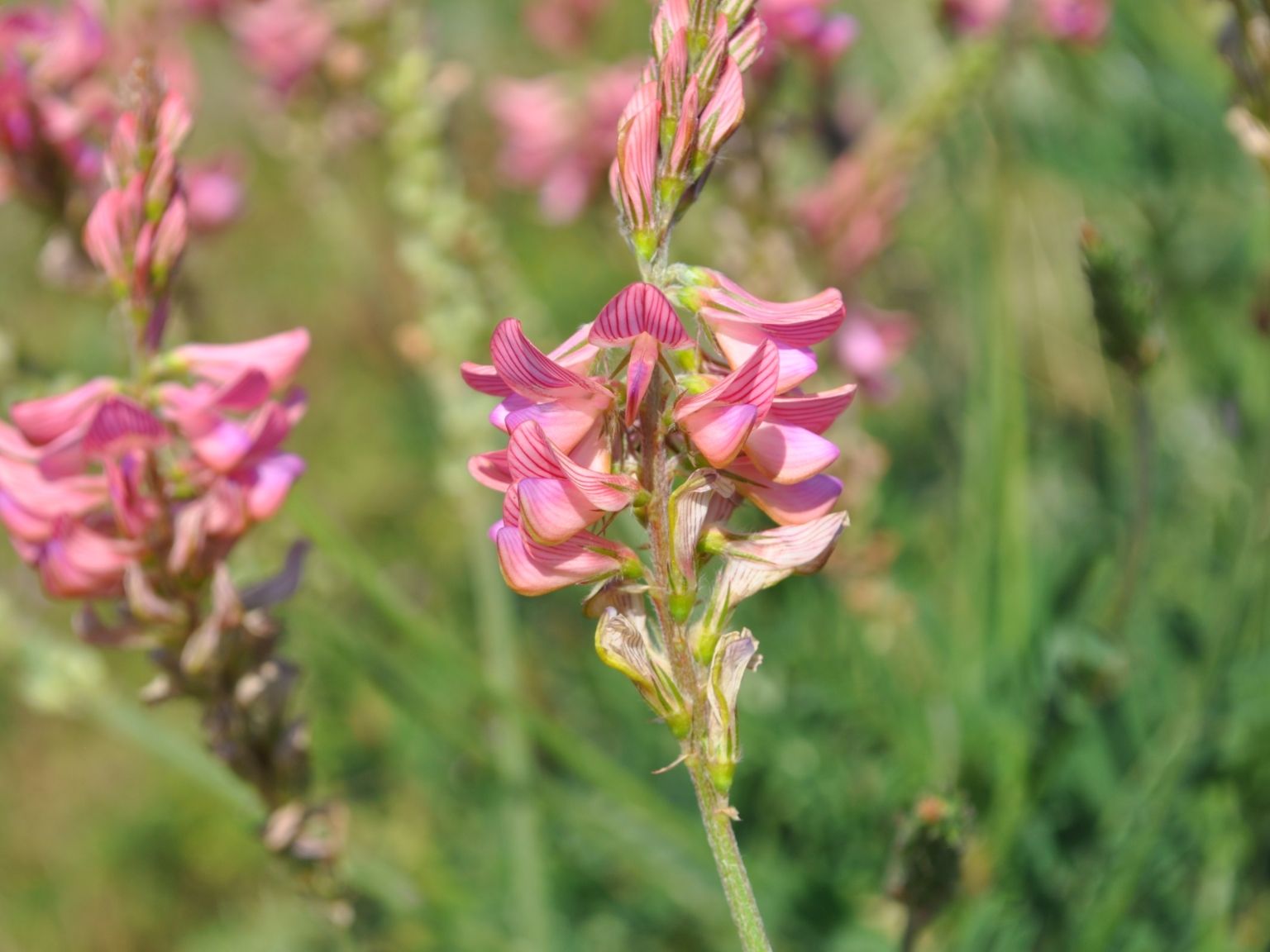 Onobrychis viciifolia