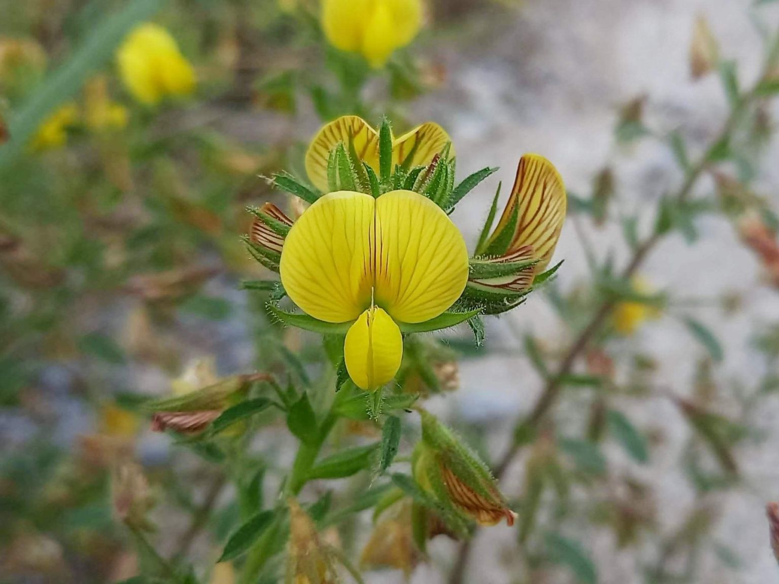 Ononis natrix natrix