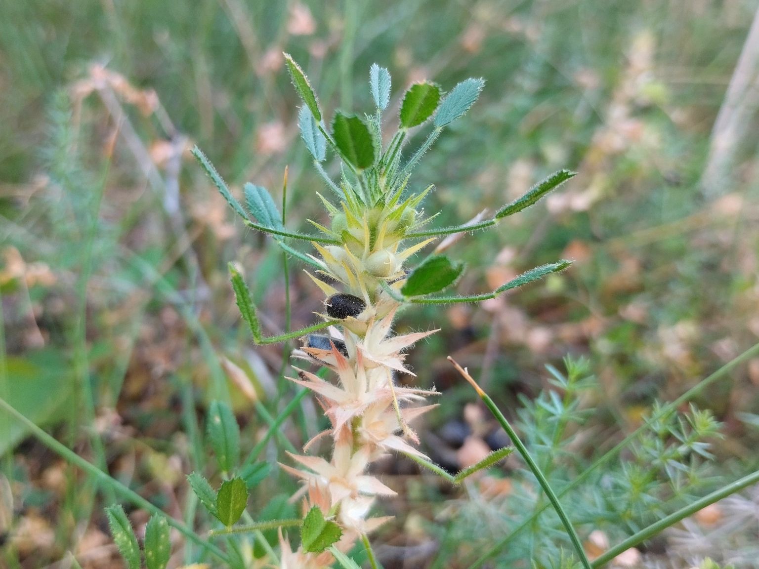 Ononis pusilla pusilla